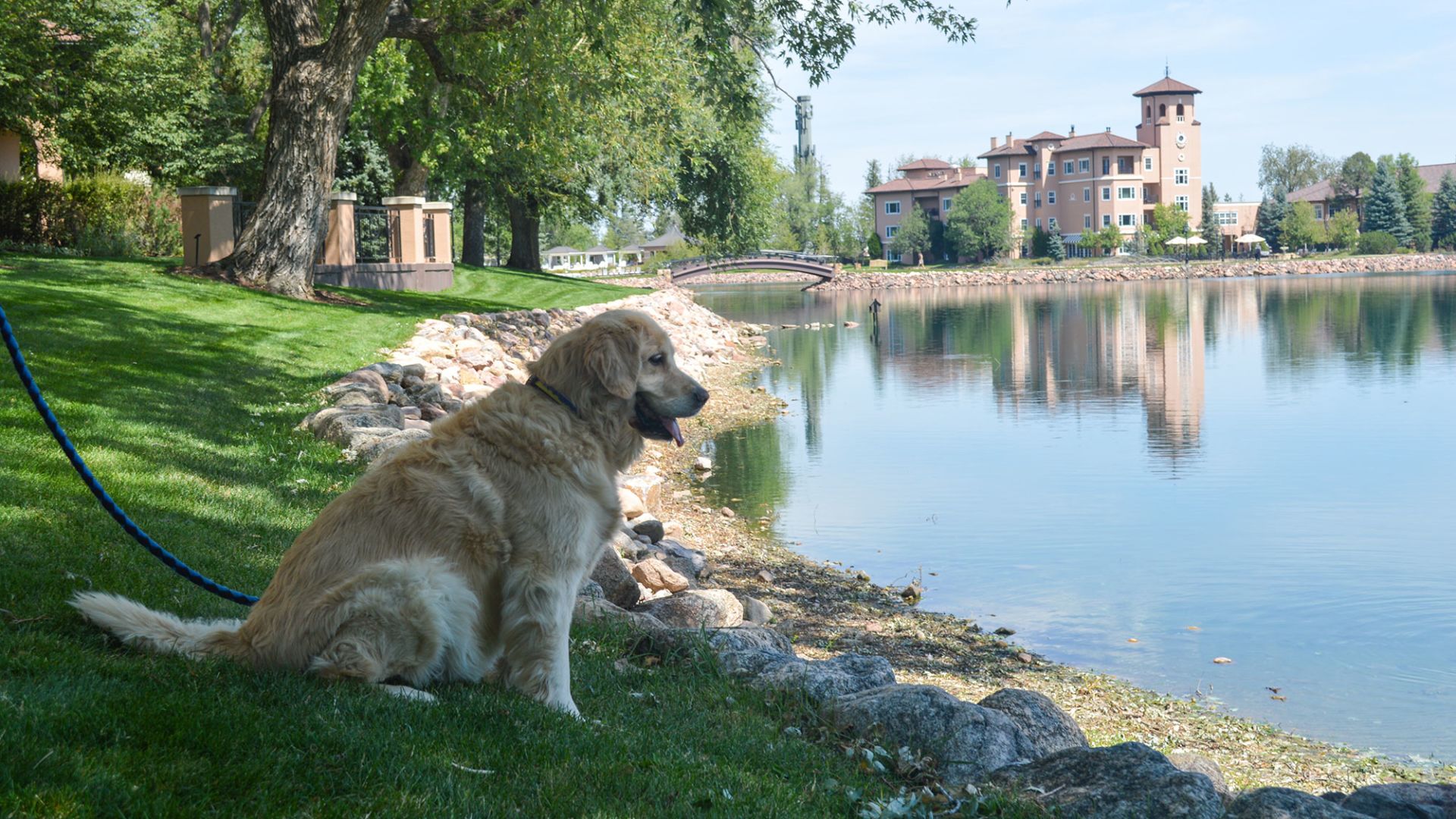 A Dog Sitting In Front Of A Lake