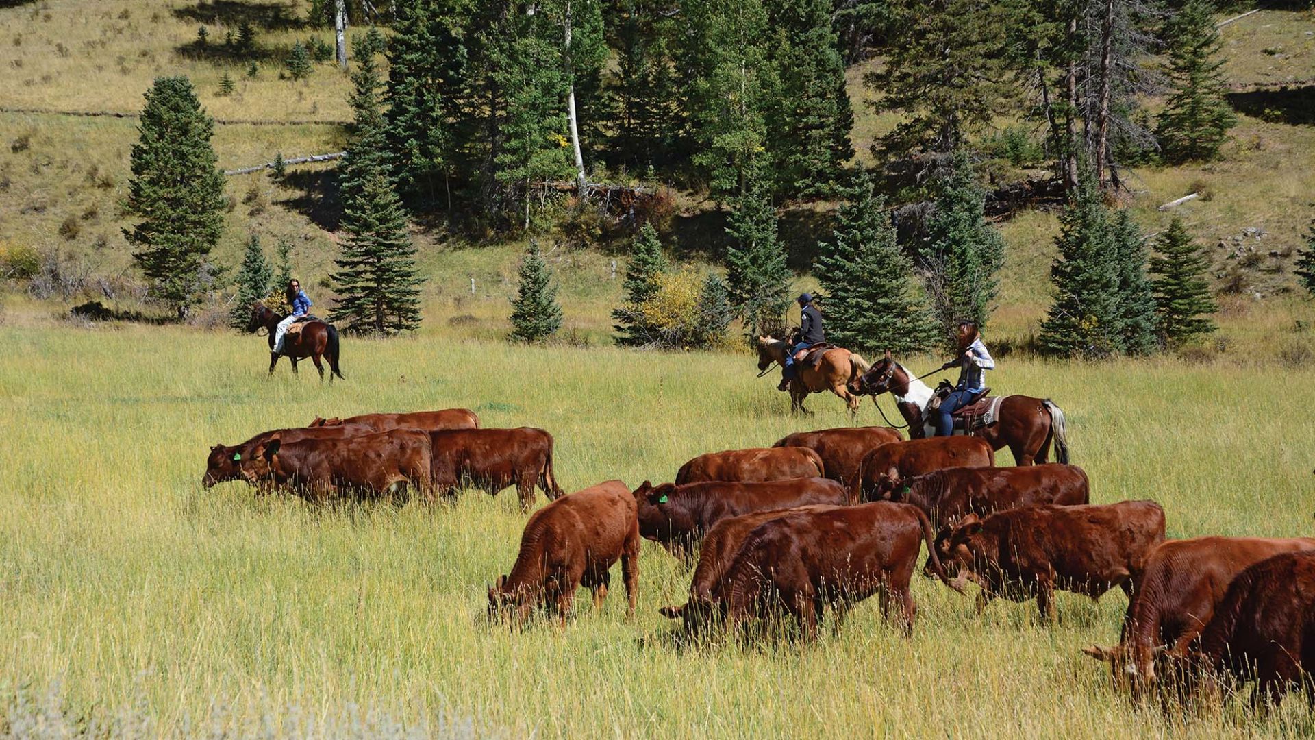 A Herd Of Cattle Standing On Top Of A Grass Covered Field